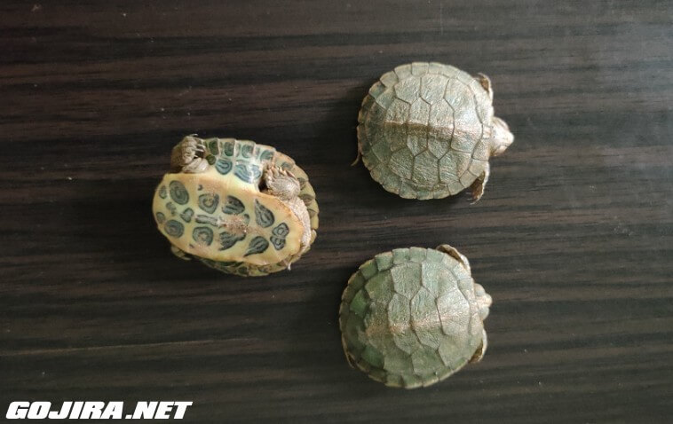 三只小巴西龟
