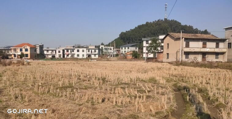 农村的景象房前就有稻子