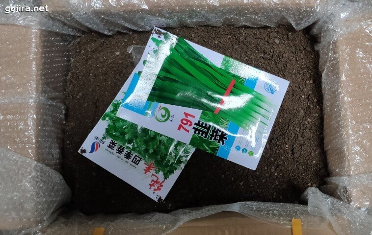 准备用沙土给香菜种子韭菜种子育苗